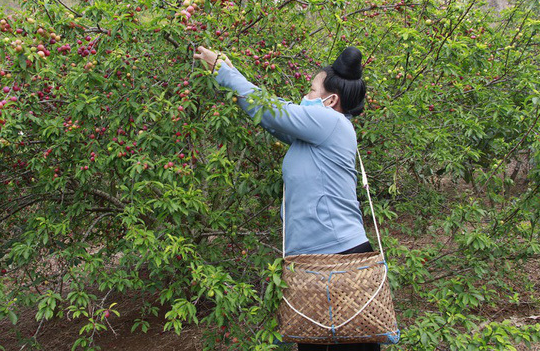 Mận chín đỏ cây không có người mua, nông dân lo đói!