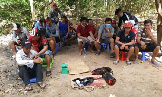 Tạm giữ 17 đối tượng không đeo khẩu trang tụ tập đá gà giữa mùa dịch COVID-19