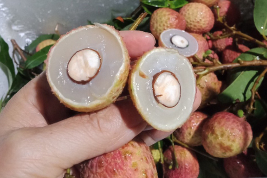 Vải thiều đầu mùa đã lo ế, giá rẻ