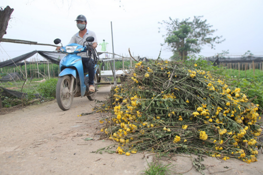 Ảnh: Làng hoa Tây Tựu điêu đứng vì dịch COVID-19