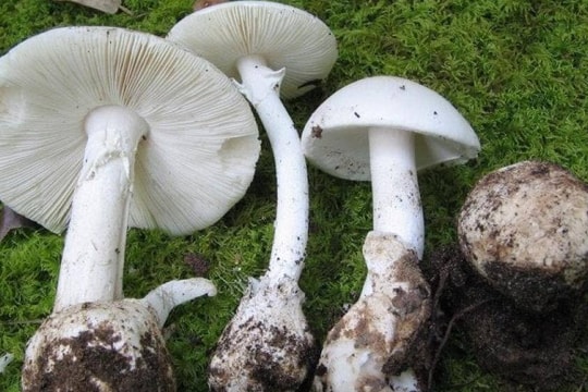 Ăn nhầm nấm độc, 3 cháu nhỏ thương vong