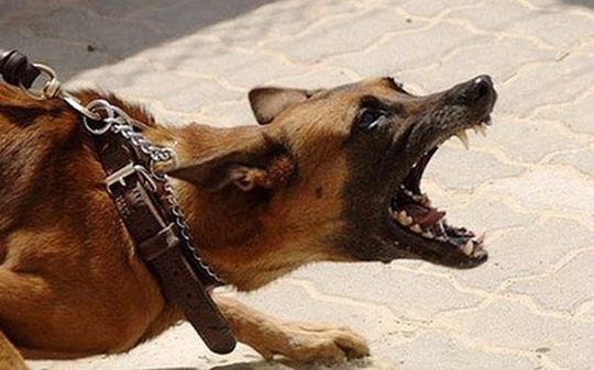 Bé trai 7 tuổi tử vong nghi bị chó dại cắn