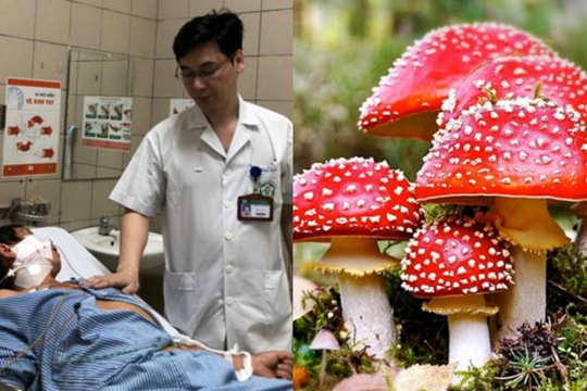 Những vụ tử vong thương tâm do ăn nấm rừng độc