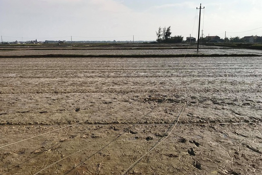 Đi làm đồng, một phụ nữ bị điện cao thế giật tử vong