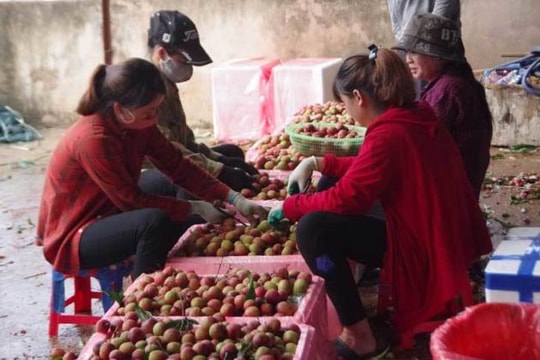 200 thương lái Trung Quốc sắp đến Bắc Giang lùng mua vải thiều