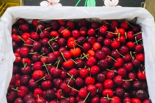 Hết thời giá rẻ, nhà giàu Việt ăn cherry Mỹ 1 triệu đồng/kg
