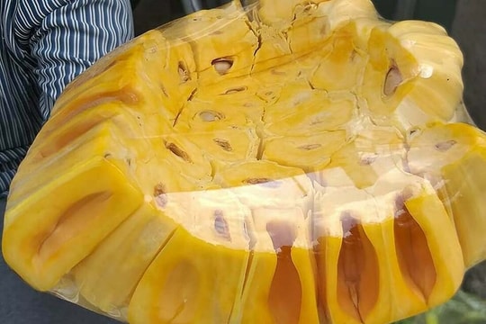 Giá mít Thái giảm mạnh còn vài nghìn đồng một kg