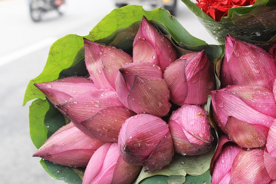 Ảnh: Hoa sen khoe sắc trên phố phường Hà Nội