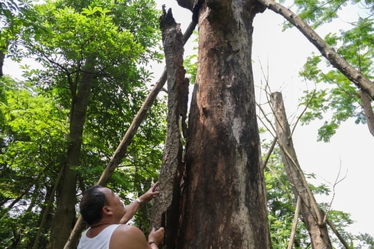 Ảnh: Hơn 100 cây xanh bị di dời xây đường sắt Nhổn - Ga Hà Nội lâm cảnh chết mòn