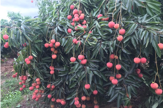 Hàng trăm thương lái chực chờ sang Việt Nam thu mua vải