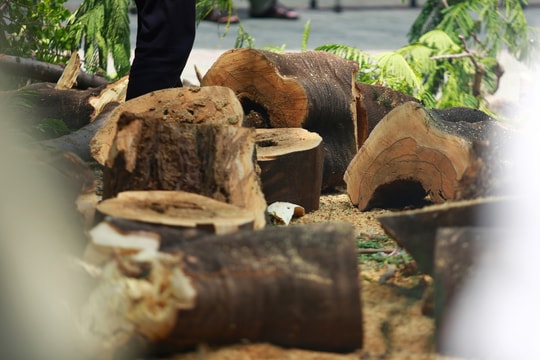 Ảnh: Cận cảnh gốc phượng mục rỗng đổ khiến 13 học sinh thương vong ở TP HCM