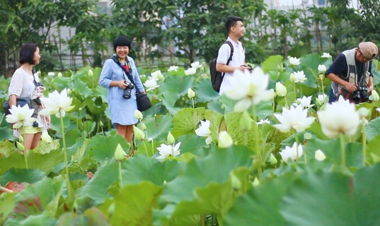 Ảnh: Đầm sen trắng độc nhất ở Hà Nội hút khách đến chụp ảnh