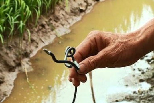 Dùng kích điện bẫy chuột, người đàn ông bị điện giật tử vong