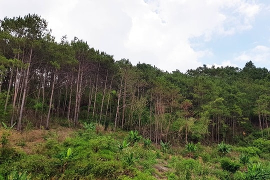 Đi săn bắt thú, người đàn ông bị đạn bắn trúng đầu tử vong