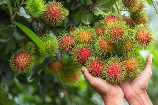 Chôm chôm cực tốt và cực độc nếu không ăn đúng cách, biết để tránh kẻo 'rước họa vào thân'