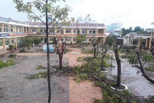 Ảnh: Hàng loạt cây phượng bị cắt tỉa, đốn hạ sau sự cố phượng đổ tại TP.HCM