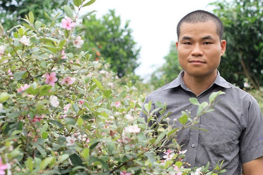 Cử nhân bỏ việc về quê hái quả rừng, thu tiền tỷ