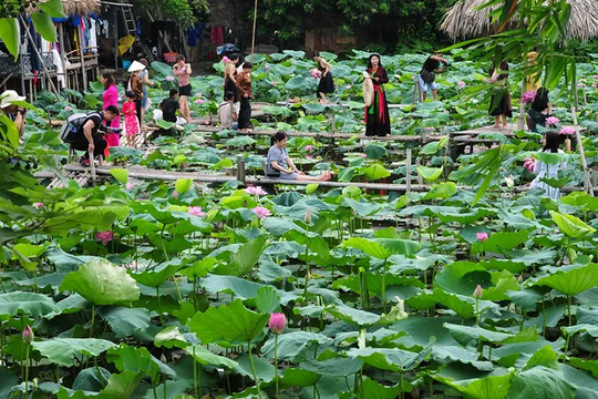 Chị em chen chân chụp ảnh tại đầm sen Tây Hồ