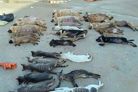 Bắt đôi nam nữ dùng xyanua để câu trộm chó, mèo