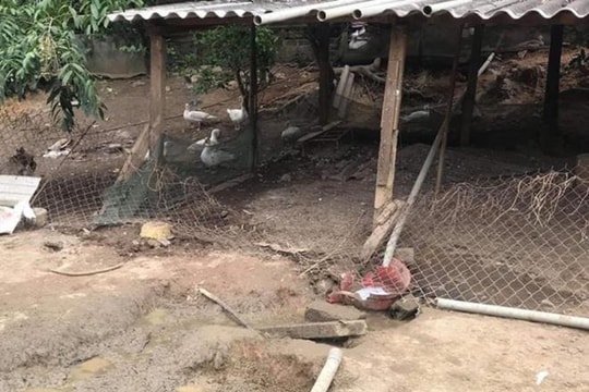 Trâu 'điên' vào vườn húc một người phụ nữ tử vong