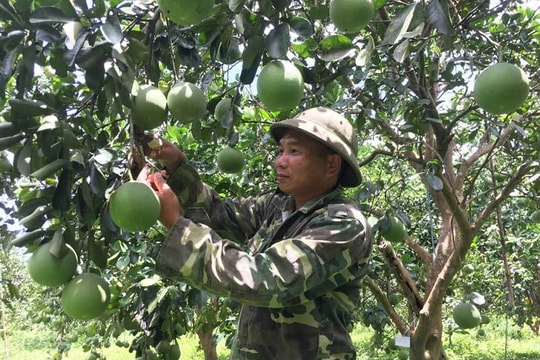 Tỷ phú 15 vạn quả bưởi, cuộc đổi đời chàng sinh viên bán kem dạo