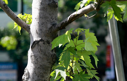 Ảnh: Hàng phong trên phố Hà Nội trổ lá xanh tươi giữa hè nắng gắt