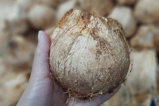 Dừa xiêm tí hon 'gây sốt', người bán thu chục triệu một ngày