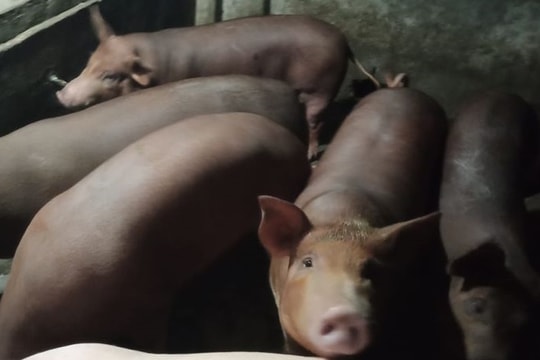 Giá lợn quay đầu tăng giá sau gần 2 tuần 'giảm nhiệt'