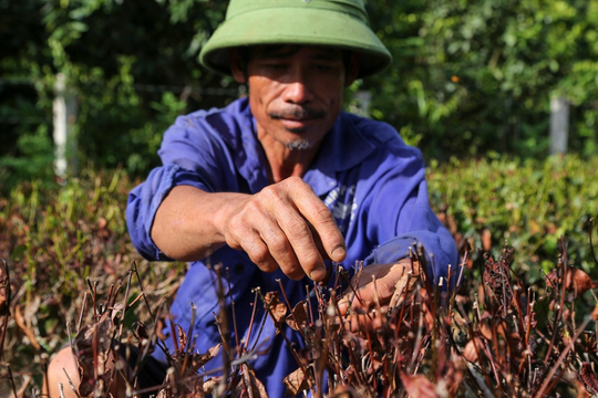 Ảnh: Nắng nóng kéo dài, người nông dân bất lực nhìn cây chè khô héo