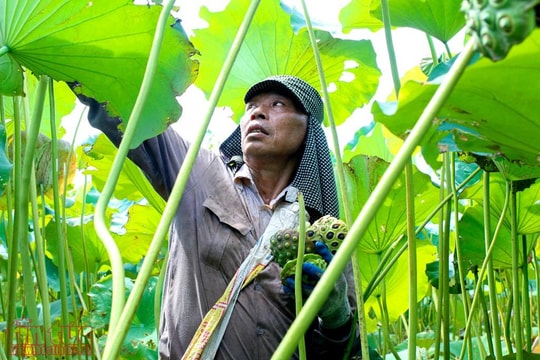 Ảnh: Nông dân Hà Nam bội thu ngày nắng rát nhờ trồng sen lấy hạt