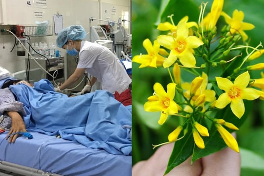 Đau lòng những vụ tử vong thương tâm do ăn nhầm lá ngón