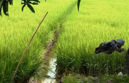 Kiểm tra khu vực ao nuôi cá, Chủ tịch xã bị điện giật tử vong