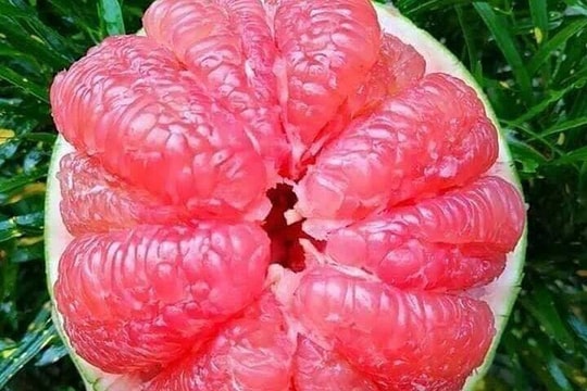 Bưởi ruby Thái Lan giá hơn 300.000 đồng/trái vẫn được người sành ăn lùng mua