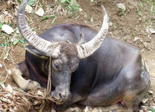 Đưa trâu ra mương tắm, người đàn ông bị trâu húc tử vong