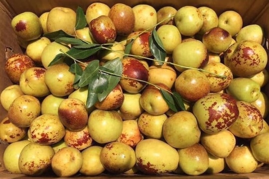 Hồng táo Trung Quốc giá gần 400.000 đồng/kg được ráo riết lùng mua