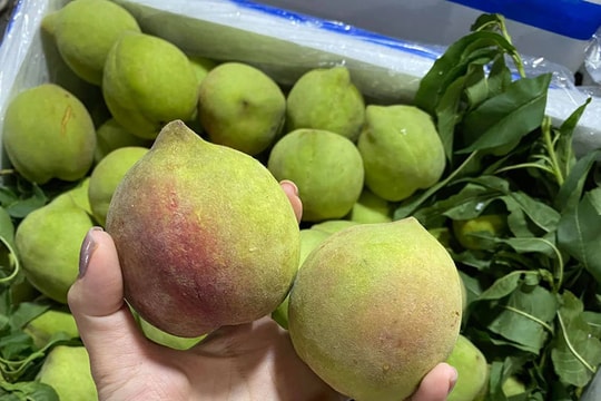 Dân buôn tiết lộ sự thật về đào mỏ quạ đang được bán tràn ngập chợ Việt