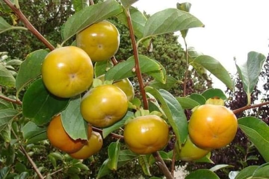 Hồng giòn Sơn La gây sốt chợ mạng