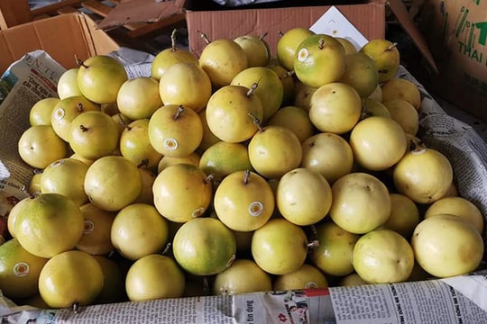 Chanh leo ngọt như mật, giá đắt gấp 3 vẫn gây sốt thị trường