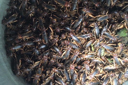 Dế mèn giá gần nửa triệu đồng/kg vẫn hút khách