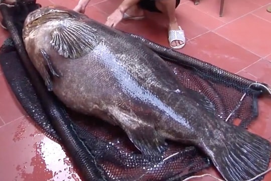 Nhà giàu Việt chi trăm triệu đồng mua cá song vang nặng cả tạ về... ăn gỏi