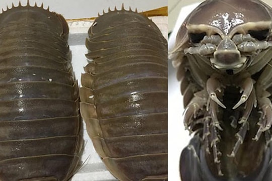 Dân Hà Nội xếp hàng thưởng thức món “xe tăng lội nước”, đắt hơn cả tôm hùm