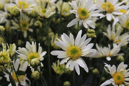 Cúc họa mi đầu mùa xuống phố, dân buôn kiếm tiền triệu mỗi ngày