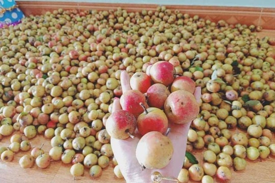 Quả rừng ngâm rượt Tết, quý cô công sở đút túi chục triệu/tháng