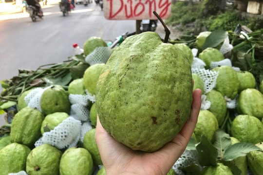 Lạ lùng ổi khổng lồ nặng 1,5kg gắn mác “Lệ Rơi” hút khách Hà Nội