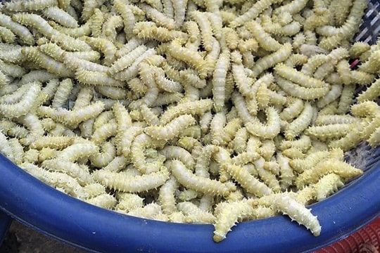 Nhìn khiếp vía nhưng ăn lạ miệng, tằm lá sắn "cháy" hàng, đắt khách