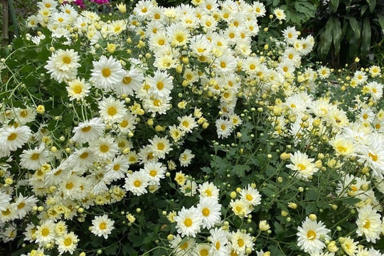 Loại cúc họa mi đặc biệt: Chơi 2 tháng mới tàn, 1 triệu đồng/chậu