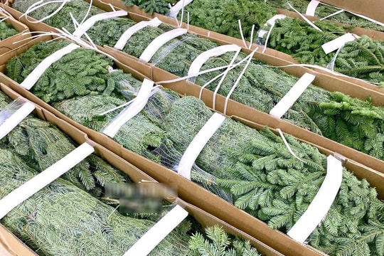 Thông Noel đi máy bay về Việt Nam, 30 triệu đồng/cây vẫn cháy hàng