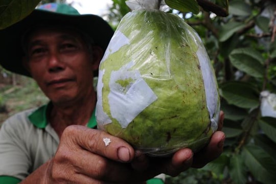 Đã mắt với vườn ổi quả nặng tới 1,5kg của lão nông miền Tây