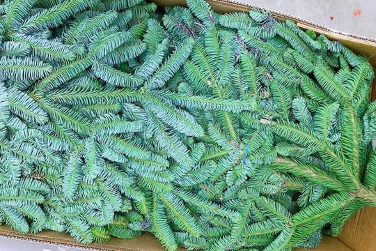 Cành thông tươi bán theo cân, dân Hà thành tới tấp đặt mua