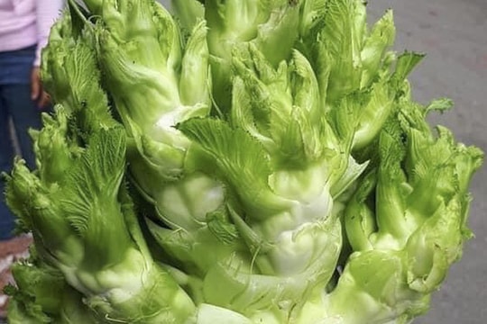 Chờ cả năm để ăn rau mầm đá, đặc sản "tiến vua" khiến khách săn lùng